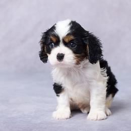 Royal - Tri-color male Cavalier King Charles Spaniel puppy in Apple Creek, Ohio from Grandeur Valley Puppies