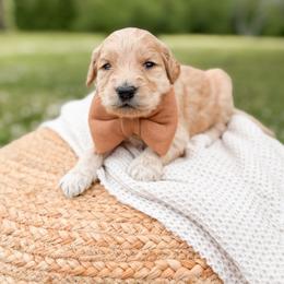 Outlaw - Apricot male Goldendoodle puppy in Ooltewah, Tennessee from Allison Family Doodles