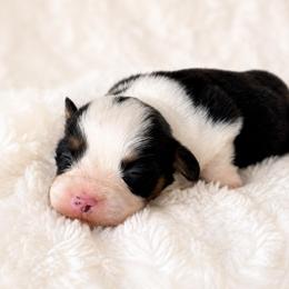 Kane - Black and tan male Pembroke Welsh Corgi puppy in Beggs, Oklahoma from Blue Diamond Corgi’s