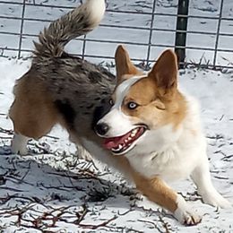 Chilly - American Corgi