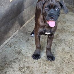 Girl 3 - Black brindle female Cane Corso puppy in Forney, Texas from Dallas Lonestar Bullies