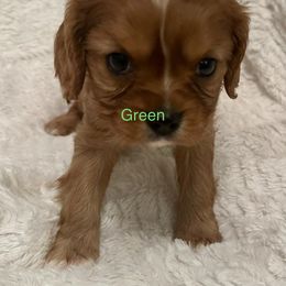 Cavalier King Charles Spaniel Puppies from Rhonda Davis