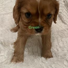 Cavalier King Charles Spaniel Puppies from Rhonda Davis