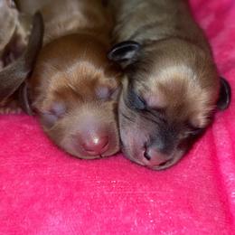 Boy 2 red - Red male Dachshund puppy in Pueblo, Colorado from Nikas Baby Beanz LH Dachshunds