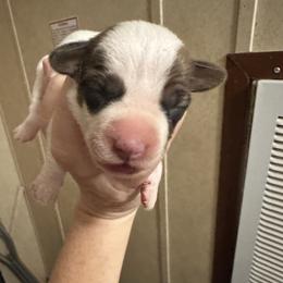 W Girl 1 - Brown and white female Jack Russell Terrier puppy in Maysville, Oklahoma from MO’s Jack Russells