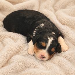 Posy - Tri-color female Bernedoodle puppy in Royse City, Texas from Platinum Bernedoodles of Texas