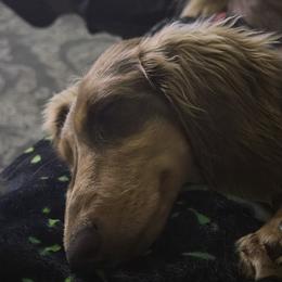 Dachshund Puppies from EntityDachs