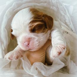 Pierre - Blenheim male Cavalier King Charles Spaniel puppy in Tucson, Arizona from Unicorn Tears and Cavaliers