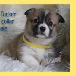 Yellow Female - White and red female Pembroke Welsh Corgi puppy in Wayne City, Illinois from Lash Livestock & Corgis