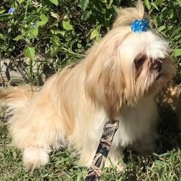 Camila - Shih Tzu