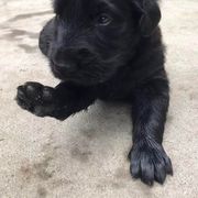 American Hairless Terrier and Flat-Coated Retriever Puppies from Rensai Kennels