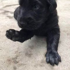 American Hairless Terrier and Flat-Coated Retriever Puppies from Rensai Kennels
