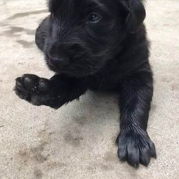American Hairless Terrier and Flat-Coated Retriever Puppies from Rensai Kennels