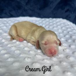 Cream Girl - Cream female Dachshund puppy in Pauls Valley, Oklahoma from Simply Happy Dachshunds