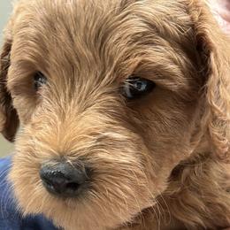 Ms Purple - Red  female Goldendoodle puppy in Vacaville, California from North Bay Goldendoodles