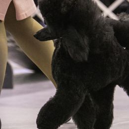 Poodles from Madness Kennels