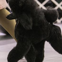Poodles from Madness Kennels