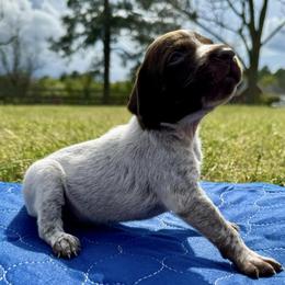 German Shorthaired Pointers from Andre Family Farms & Kennels