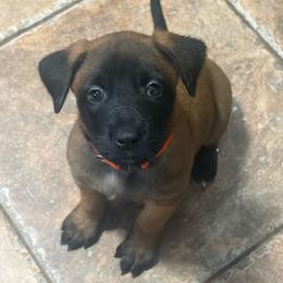 Ty Lee - Brindle female xDutch Shepherd puppy in Chelsea, Alabama from Alliance K9