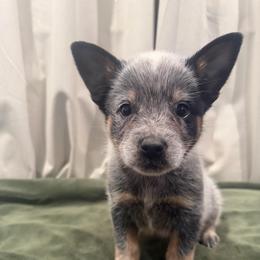 Taz - Blue speckled male Australian Cattle Dog puppy in Rosharon, Texas from 4Surge Cattle Dogs