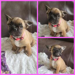 Lou - Fawn and white female French Bulldog puppy in Plymouth, Utah from Country Sunshine