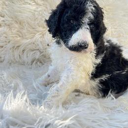 Goldendoodle and Poodle Puppies from Elizabeth Rocha's Doodles