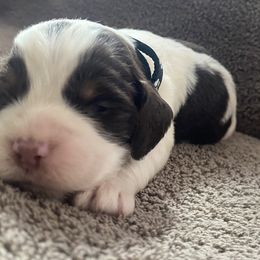 English Springer Spaniel Puppies from Picky’s Puppies