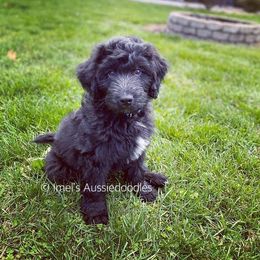 Aussiedoodle and Bernedoodle Puppies from Imels Doodles