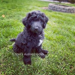 Aussiedoodle and Bernedoodle Puppies from Imels Doodles
