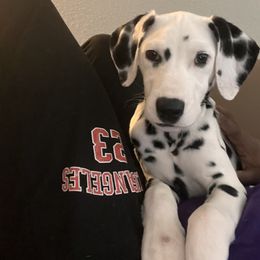 Athena - White and black female Dalmatian puppy in Houston, Texas from Dogs R Us