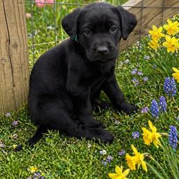 Midnight - Black male Labrador Retriever puppy in Archer Lodge, North Carolina from Archer Lodge Labradors
