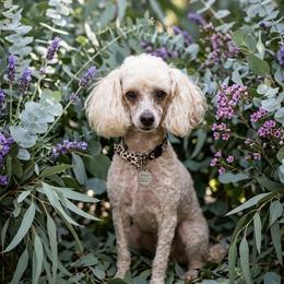 Cierra - Poodle