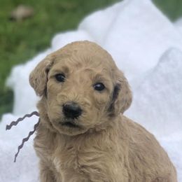 Poodle Puppies from Sunset Standard Poodles