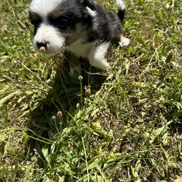 Border Collie Puppies from Athena’s Collies