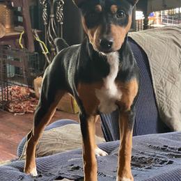 Jitterbug - Black tan and white female Rat Terrier puppy in Gig Harbor, Washington from DHart Farm & Kennel