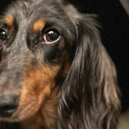 Max - Dachshund