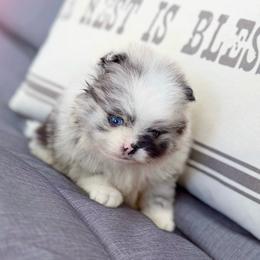 Quinn - Blue merle male Pomeranian puppy in Santa Rosa, California from Cute California Poms