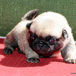 Alex - Fawn male Pug puppy in Winnsboro, Texas from Southern pugs