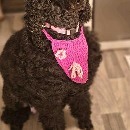 Raven - Poodle