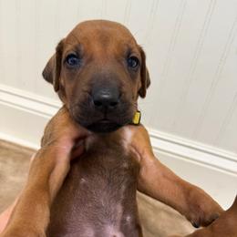 Yoshi - Rd whtn blk nose male Rhodesian Ridgeback puppy in Montgomery, Texas from Timber Ridge Kennels