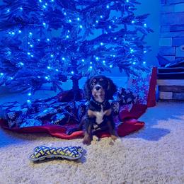 Cavalier King Charles Spaniel Puppies from Kimberlys Cavalier Palace