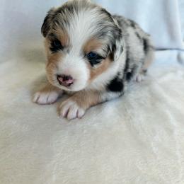 Trinity - Blue merle female Australian Shepherd puppy in Beach City, Texas from Salt N Sass Aussies