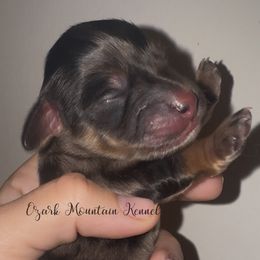 Lucky - Dapple male Dachshund puppy in Conway, Missouri from Ozark Mountain Kennel