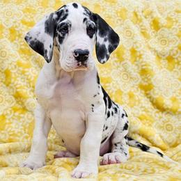 10 KENZO RIGEL - Harlequin male Great Dane puppy in Castle Rock, Washington from Uber Alles Great Danes