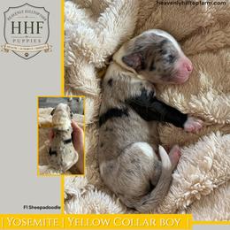 YOSEMITE - Blue merle and white male Sheepadoodle puppy in Charlo, Montana from Heavenly Hilltop Farm