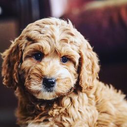 Goldendoodle Puppies from Lakeshore Doodles
