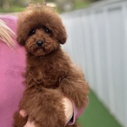 Lillikoi - Red  female Poodle puppy in Salem, Oregon from Lavish Poodles