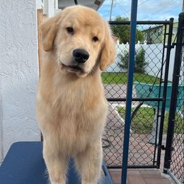 Bruce - Golden Retriever