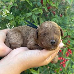 Sunny - Red male Assorted Doodle Crosses puppy in Yuba City, California from Lucky Day Doodles