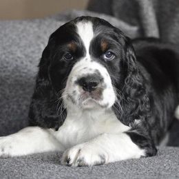 English Springer Spaniel Puppies from Rocky Mountain Springer Spaniels